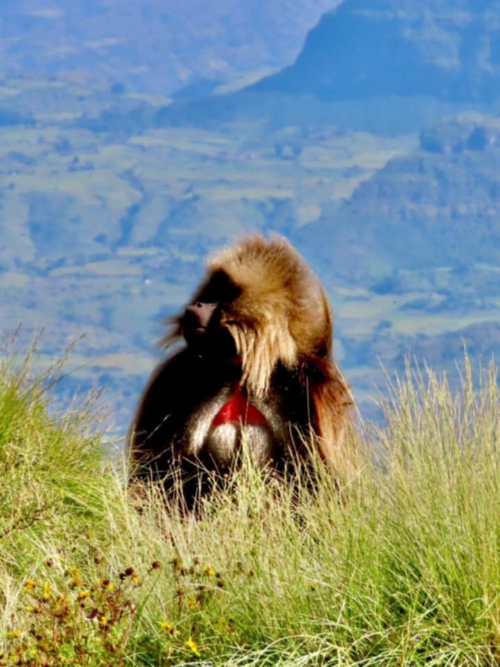 Gelada