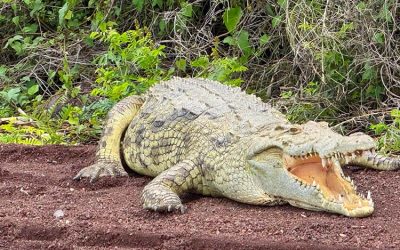 12-Day Omo Valley, Lakes & Rift Valley Tour